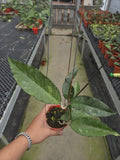 Hoya Sp Aceh Lynk
