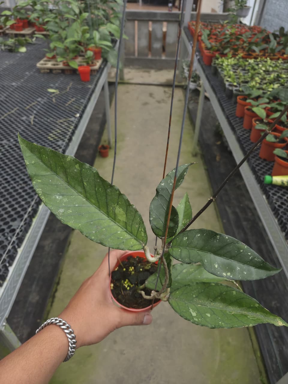 Hoya Sp Aceh Lynk