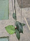 Hoya Sp Aceh Dragon Mutate