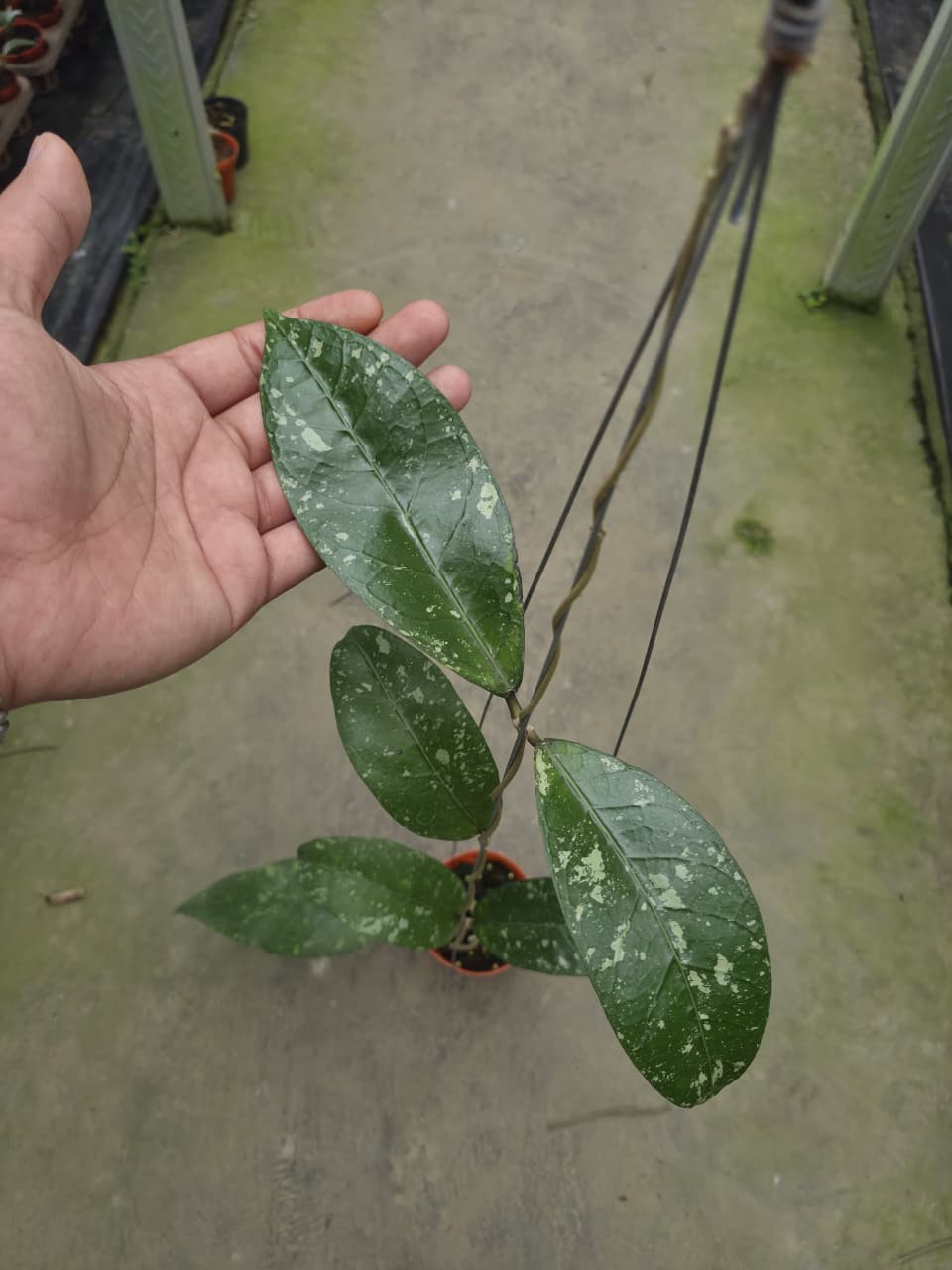 Hoya Sp Aceh Elephant