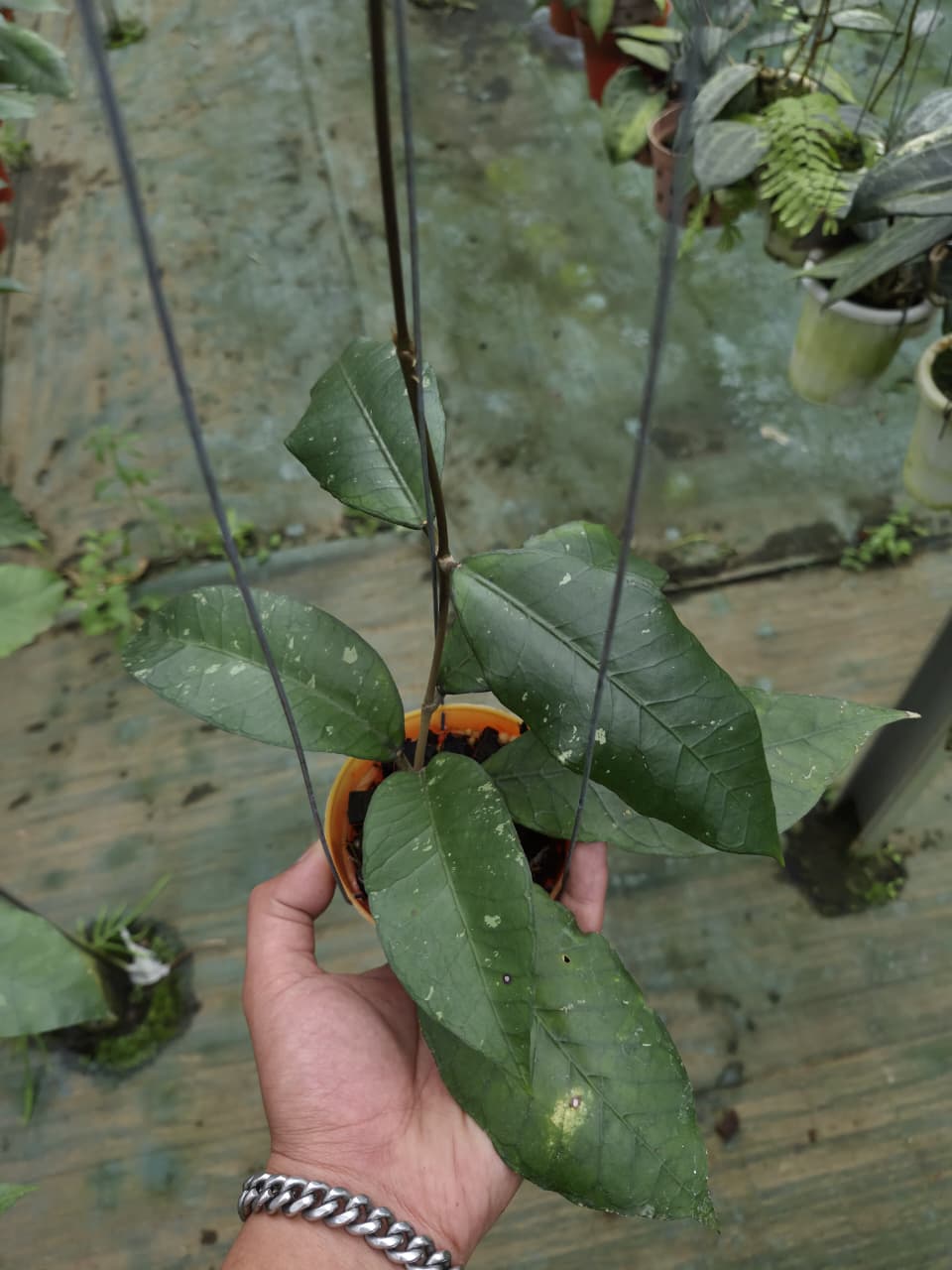 Hoya Sp Aceh Akul
