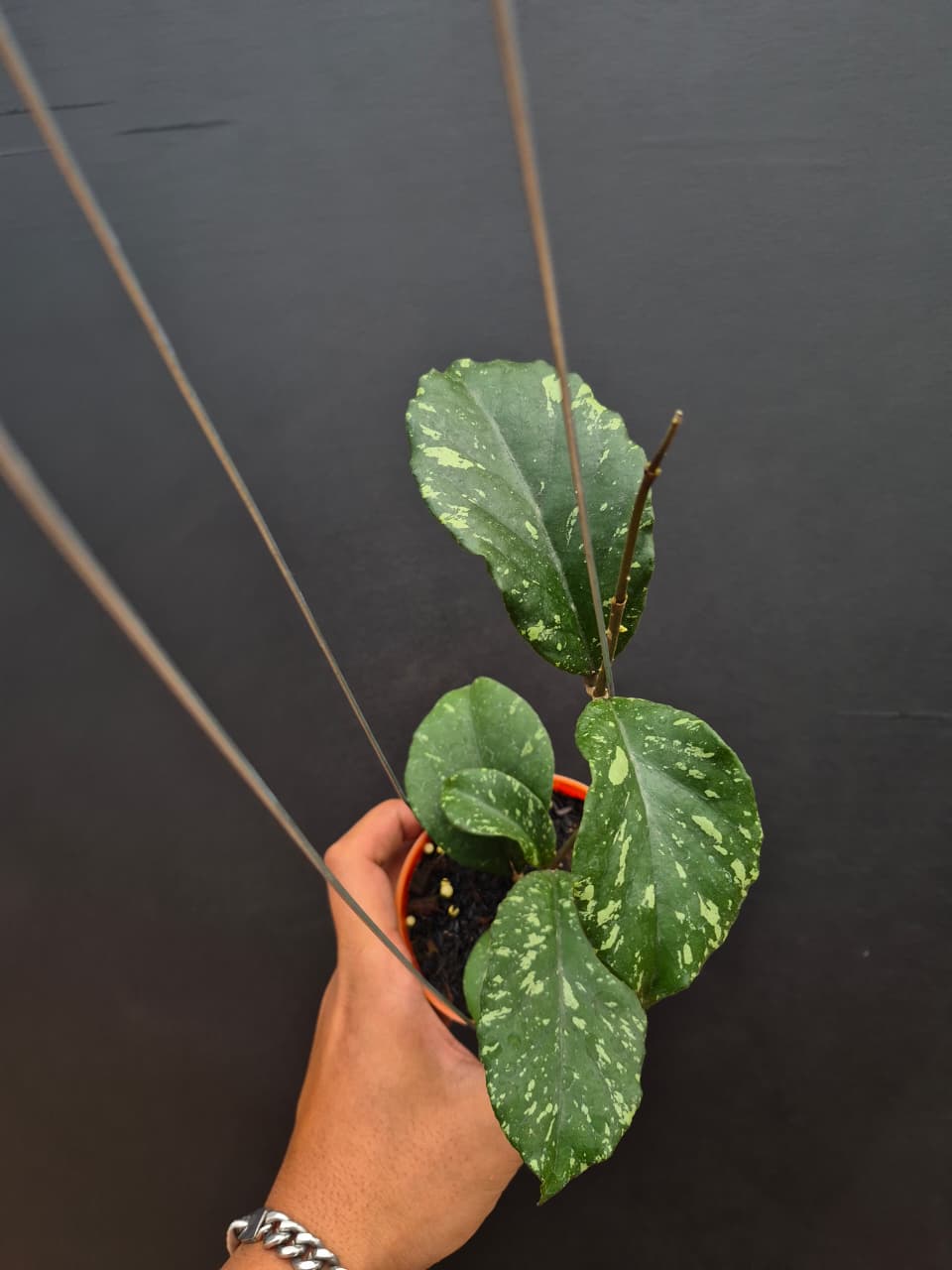 Hoya Sp Aceh Manohara Splash