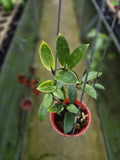 Hoya Lacunnosa Kayas