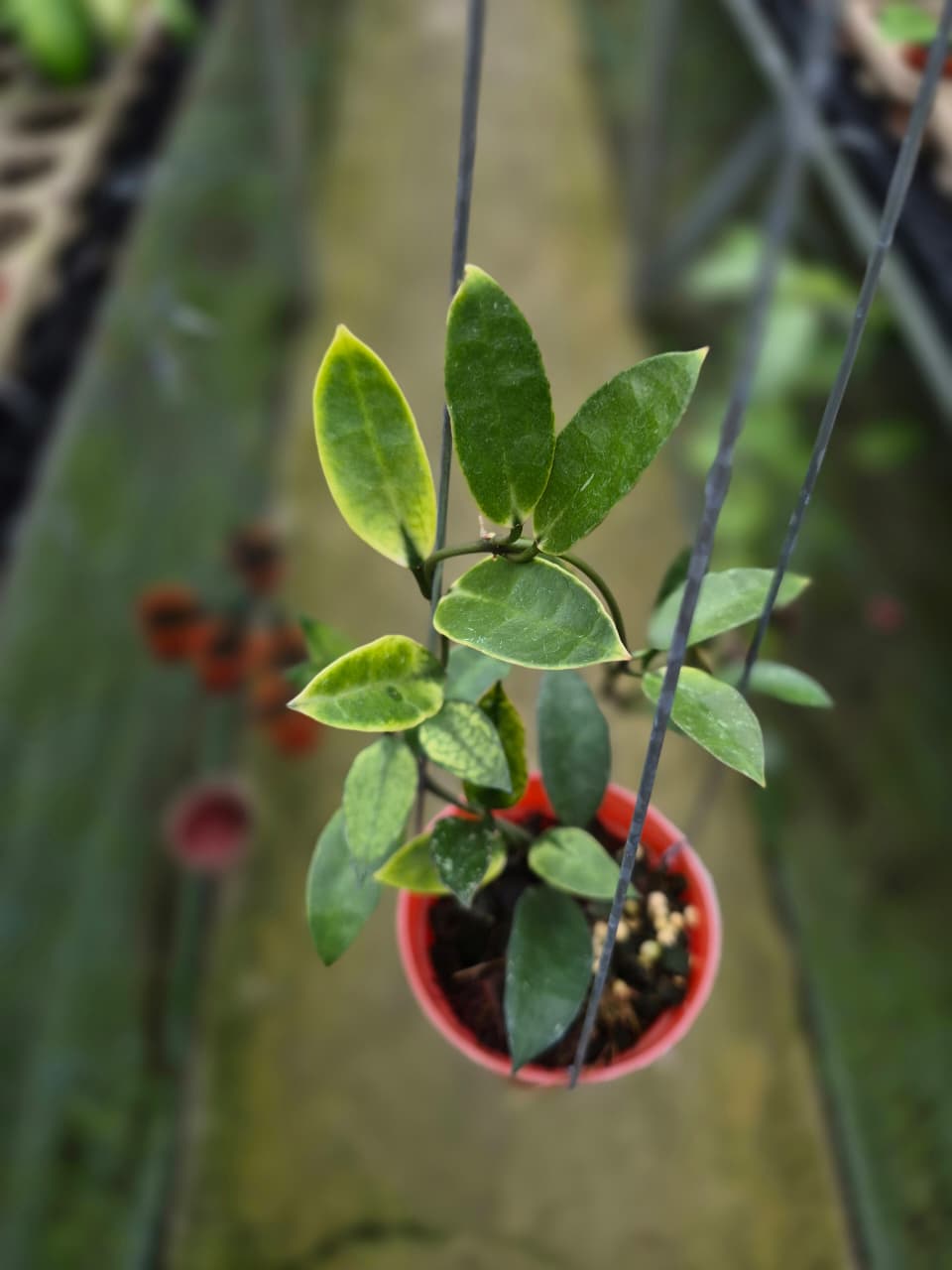 Hoya Lacunnosa Kayas