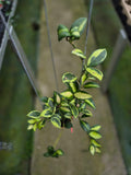 Hoya Lacunnosa Queen Midori