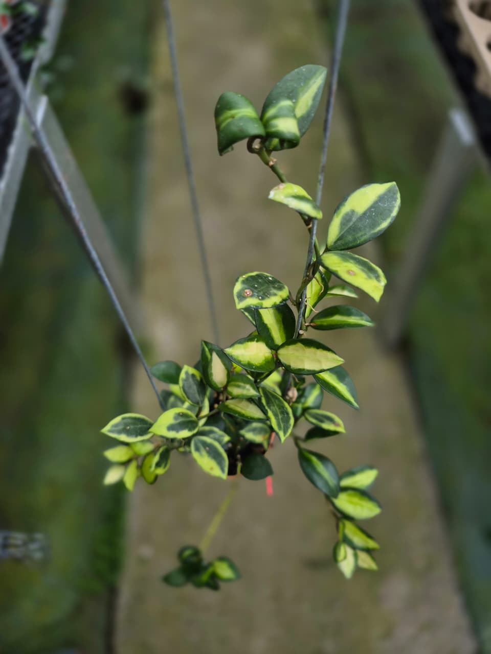 Hoya Lacunnosa Queen Midori