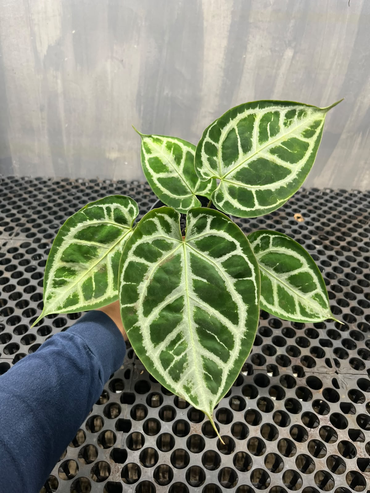 Anthurium Muchlis x Michelle