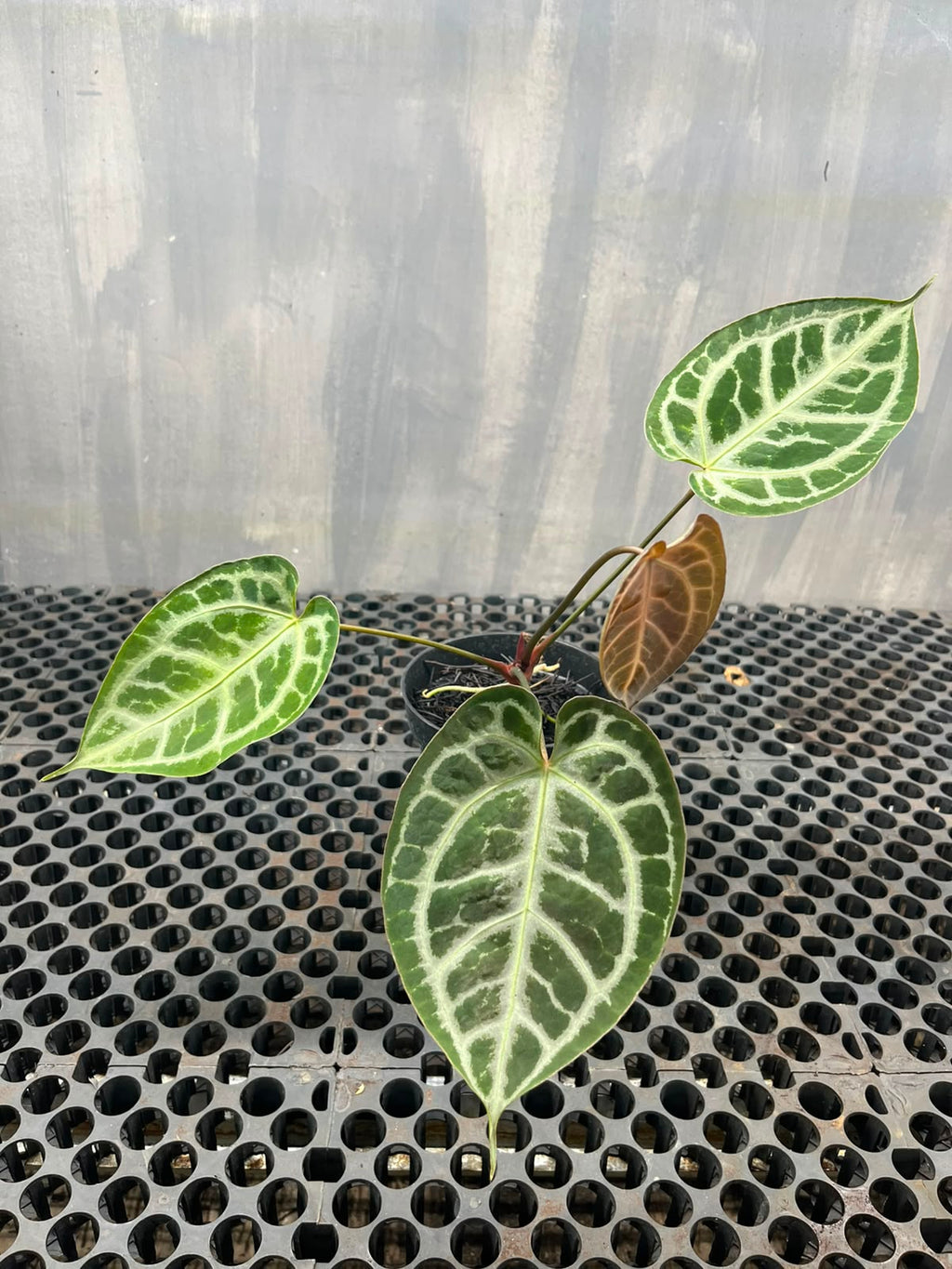 Anthurium Muchlis x Michelle