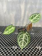 Anthurium Muchlis x Michelle