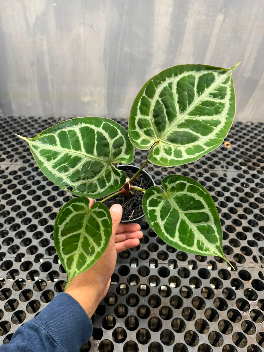 Anthurium Muchlis x Michelle