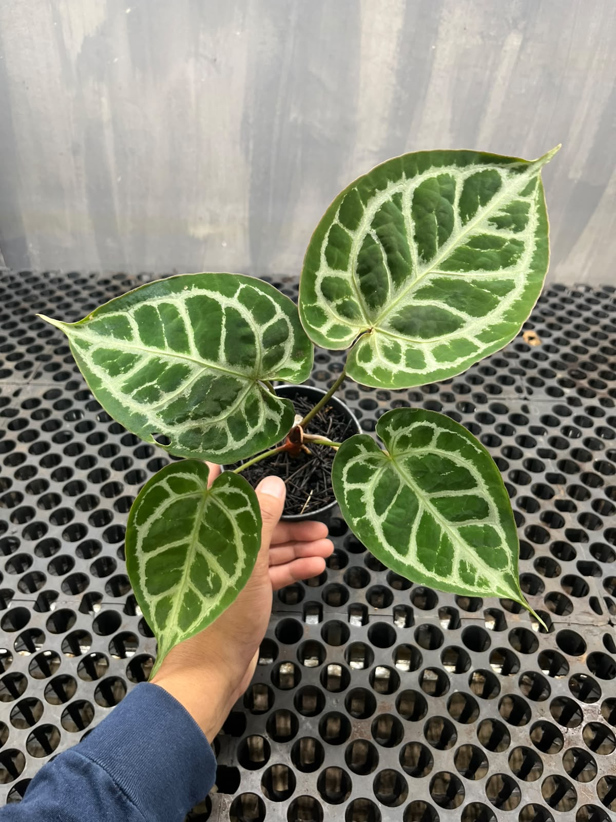 Anthurium Muchlis x Michelle