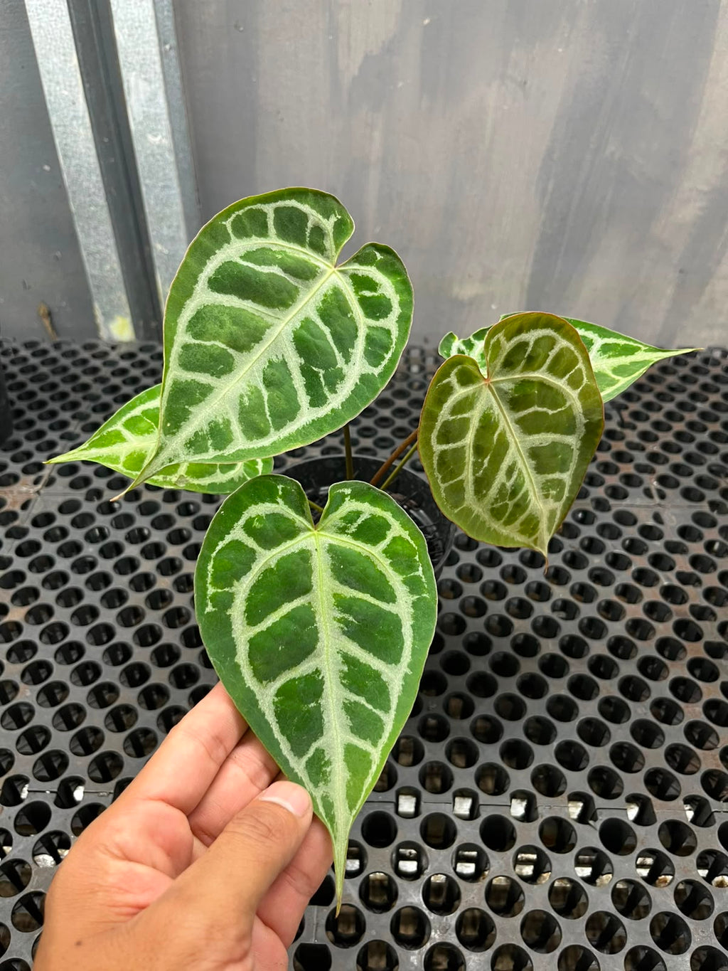 Anthurium Muchlis x Michelle