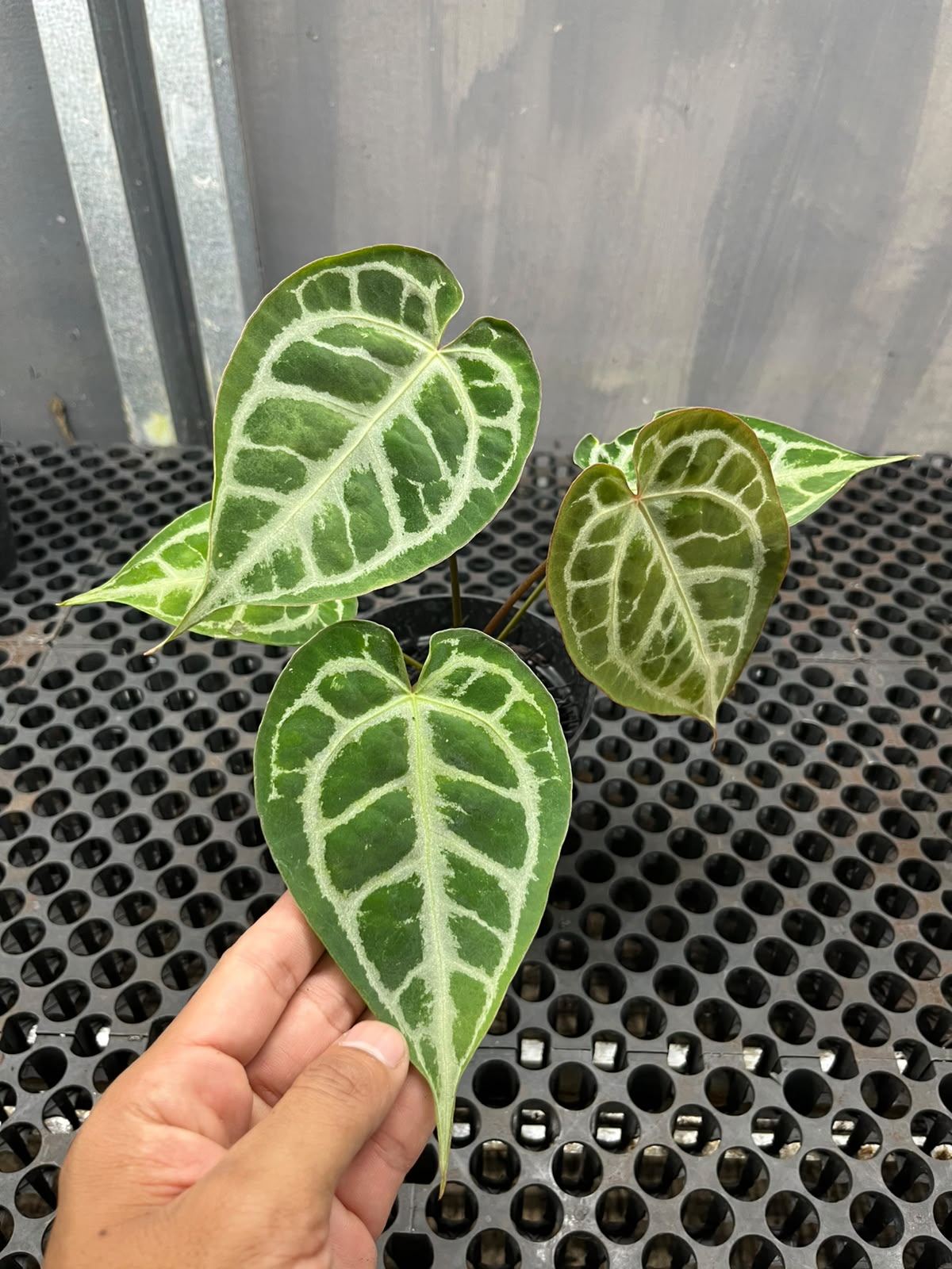 Anthurium Muchlis x Michelle