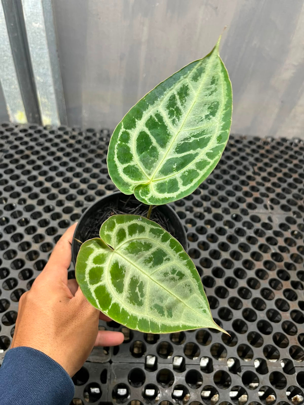 Anthurium Muchlis x Michelle