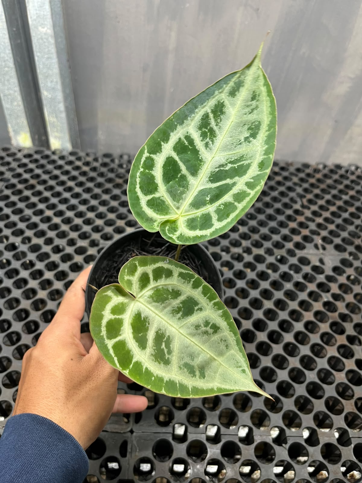 Anthurium Muchlis x Michelle