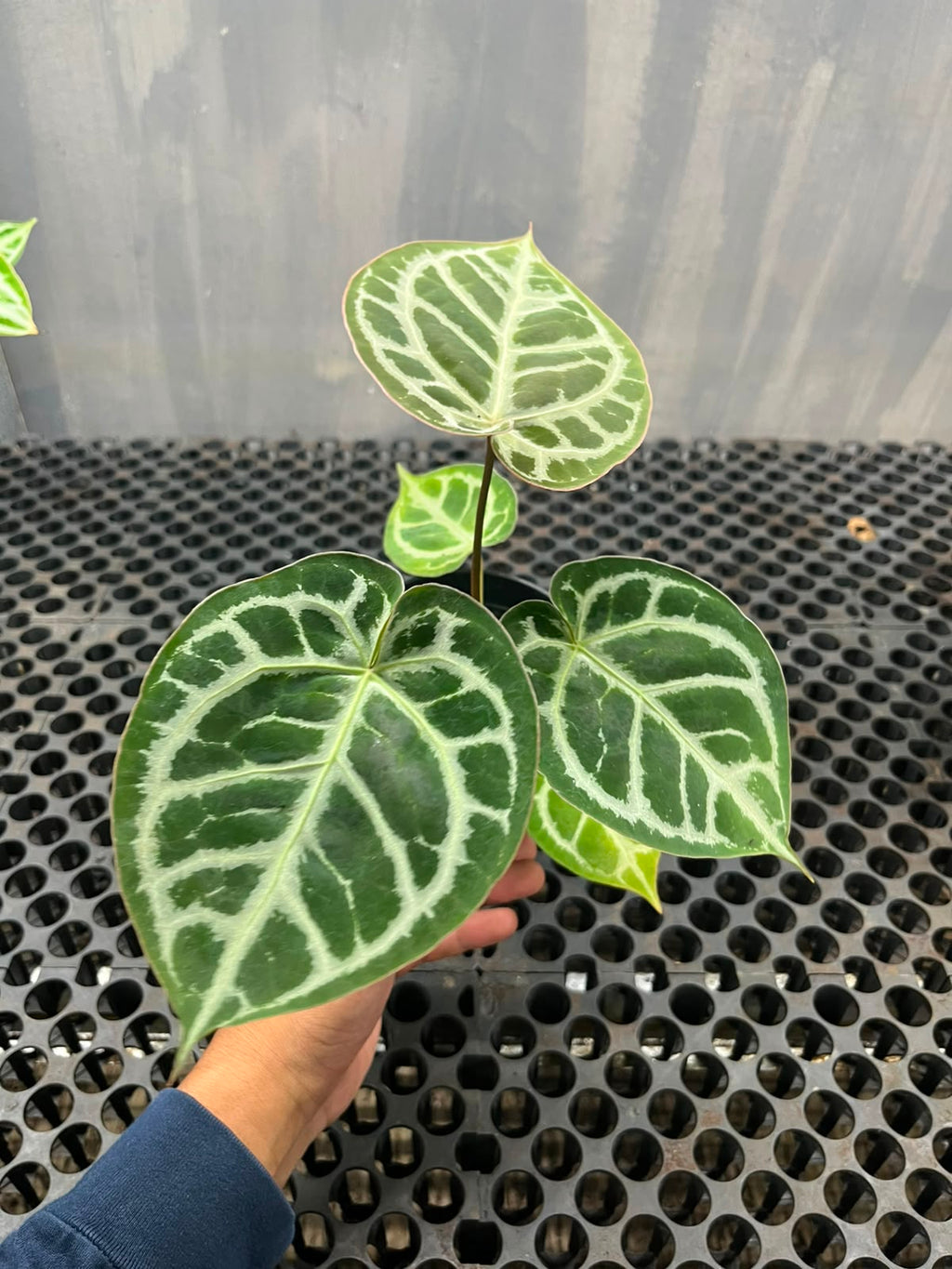 Anthurium Muchlis x Michelle