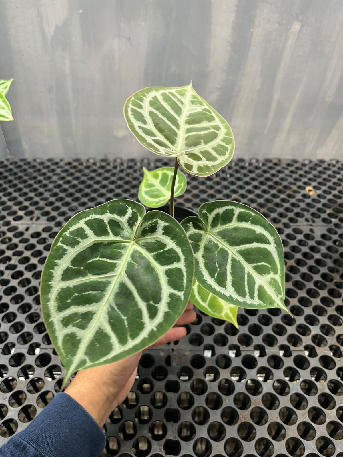 Anthurium Muchlis x Michelle