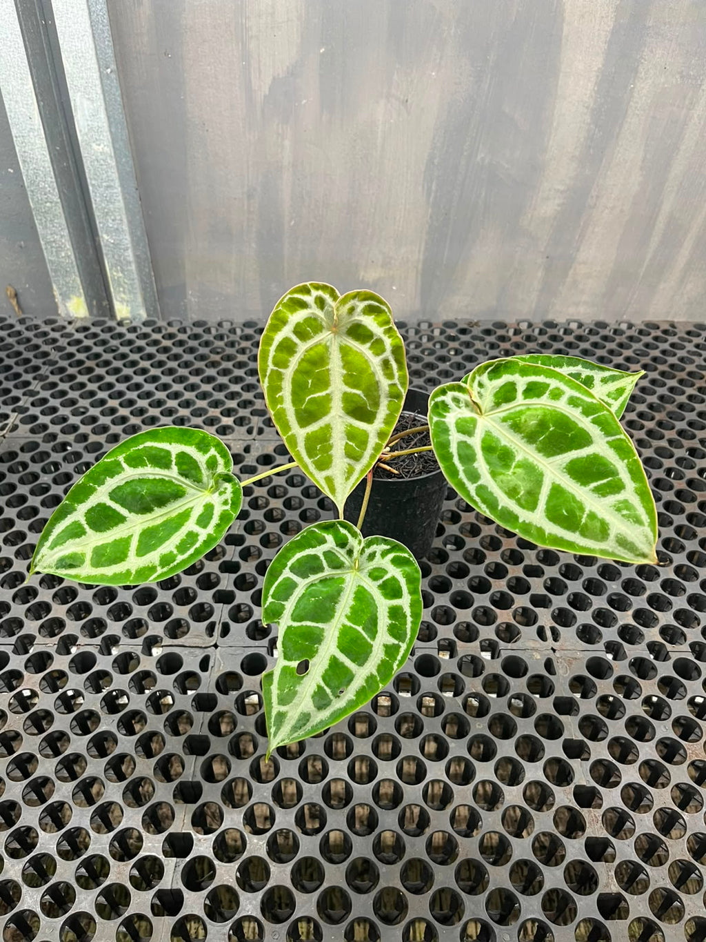 Anthurium Muchlis x Michelle