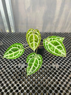 Anthurium Muchlis x Michelle
