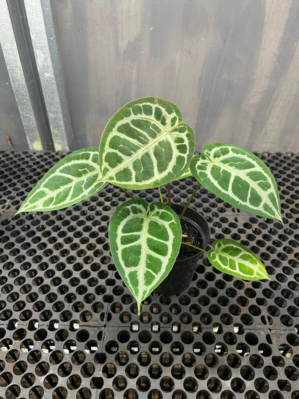 Anthurium Muchlis x Michelle