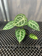 Anthurium Muchlis x Michelle