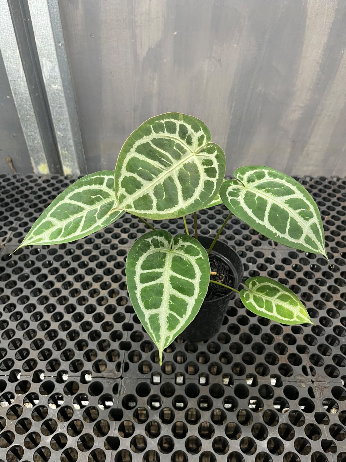 Anthurium Muchlis x Michelle