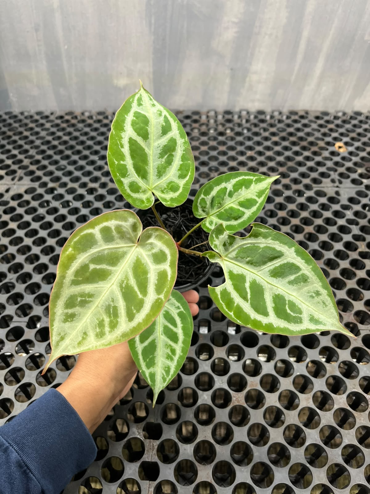 Anthurium Muchlis x Michelle
