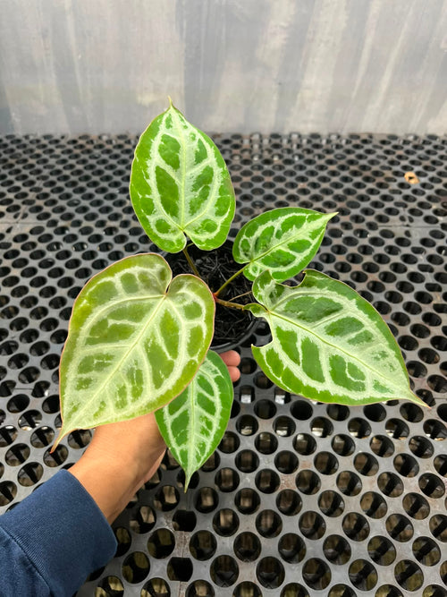 Anthurium Muchlis x Michelle