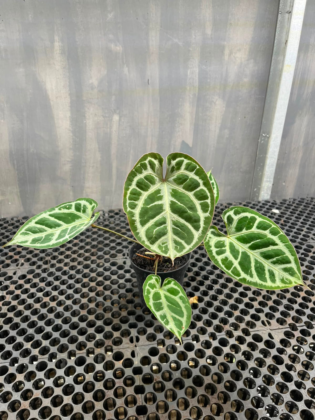 Anthurium Muchlis x Michelle
