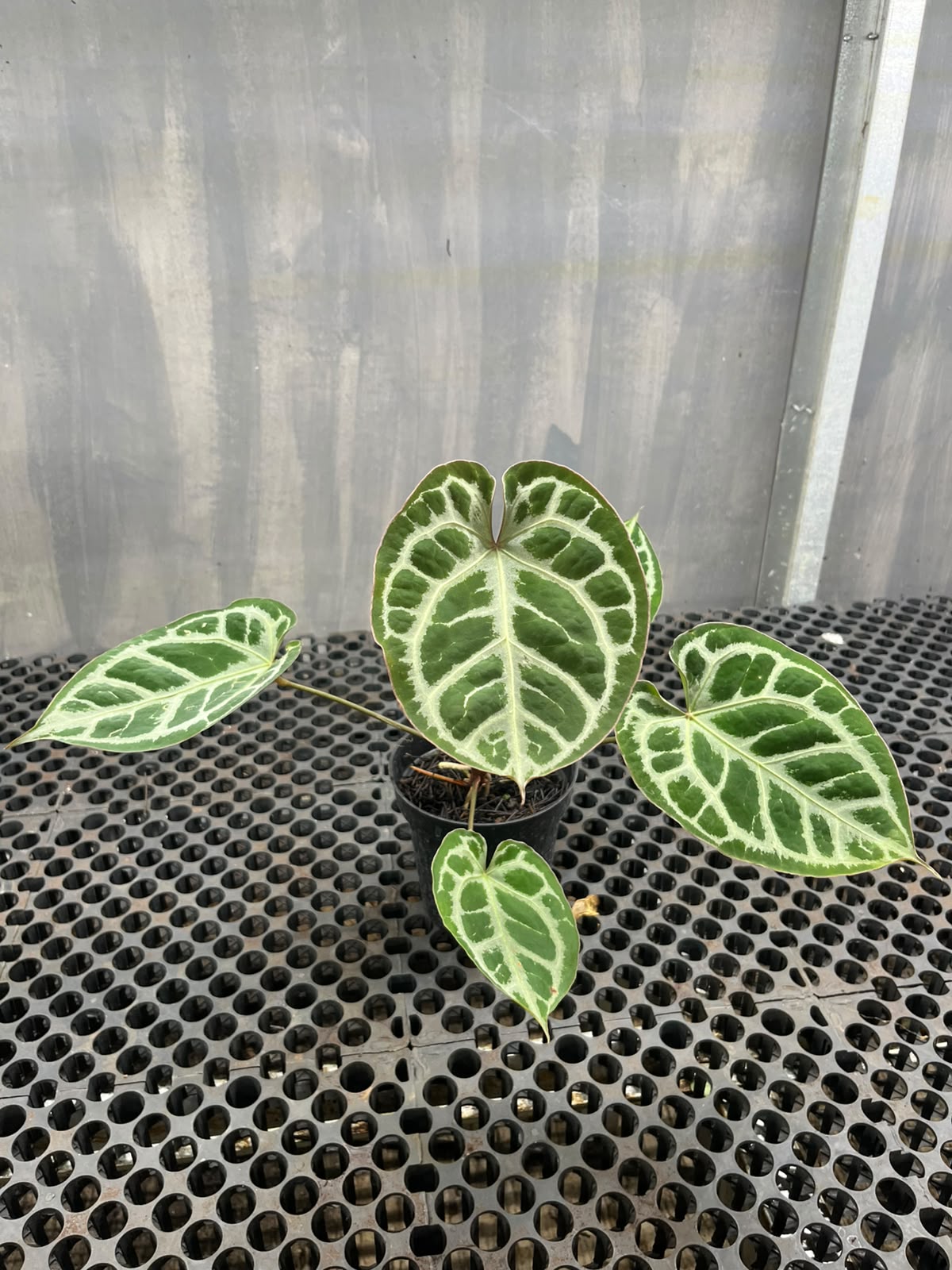 Anthurium Muchlis x Michelle