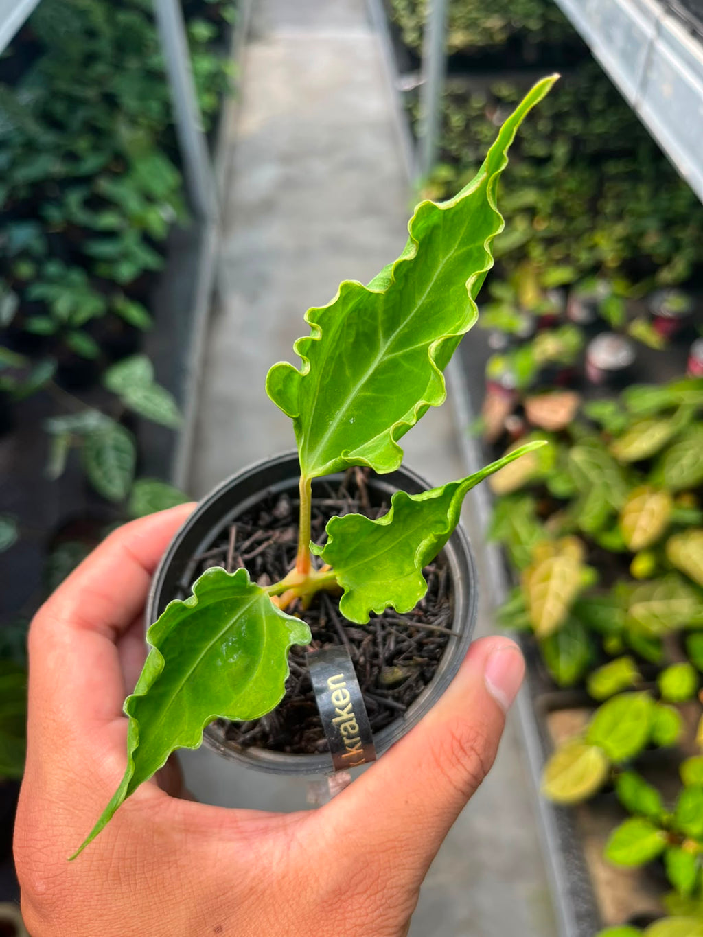 Anthurium Dressleri x Kraken