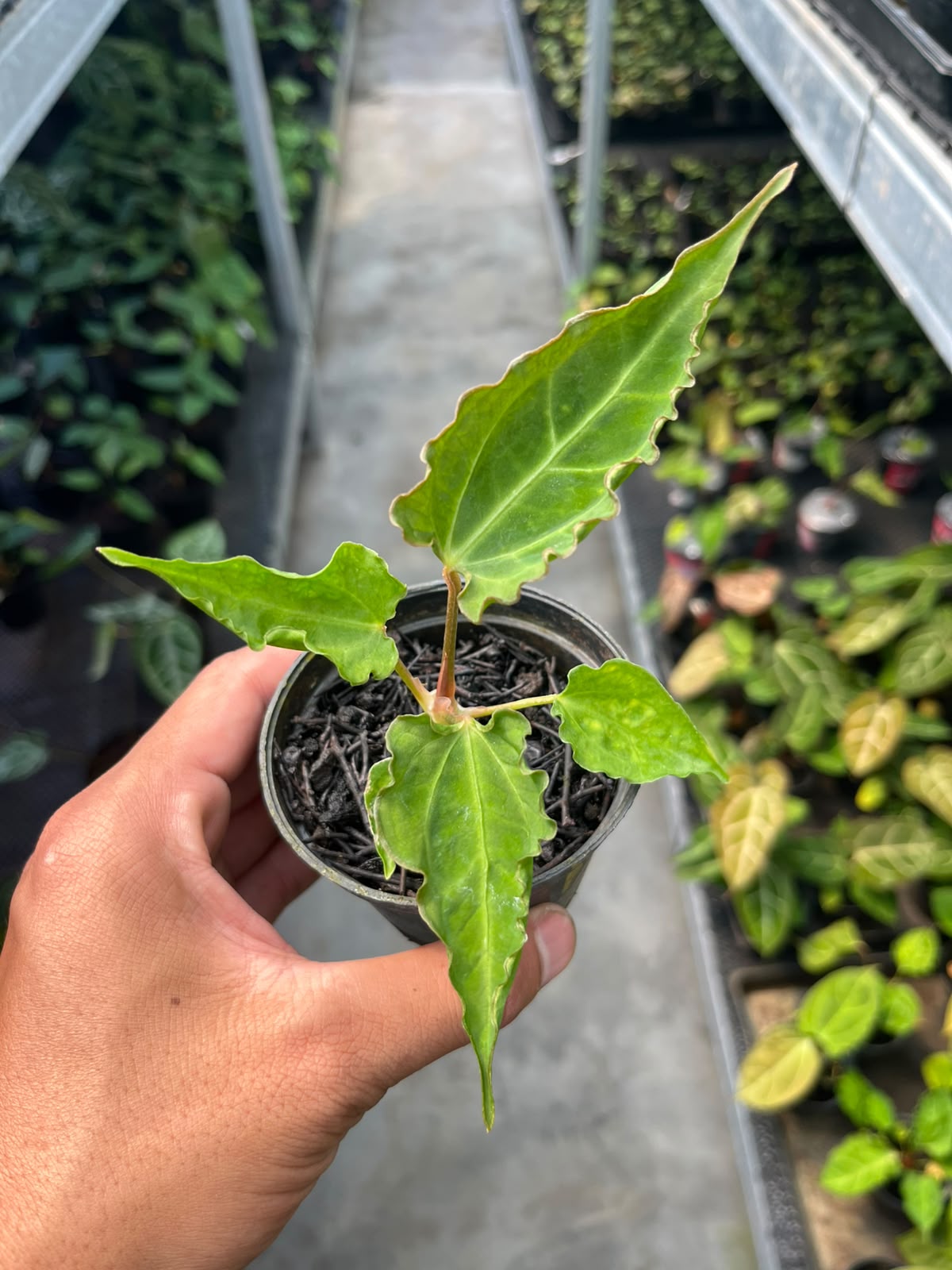Anthurium Dressleri x Kraken