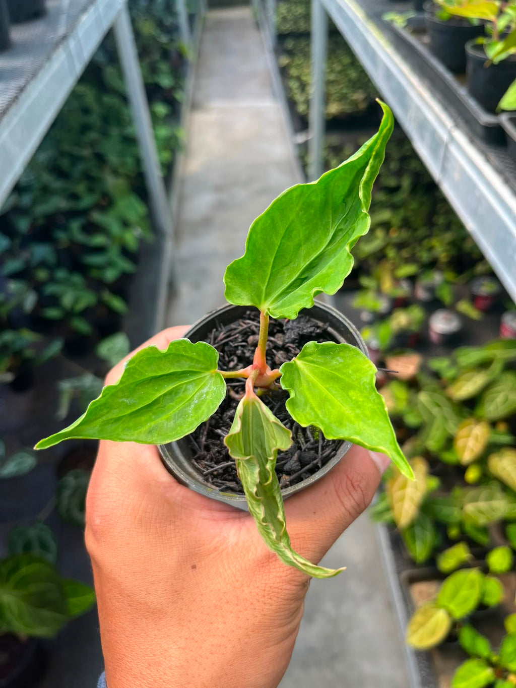 Anthurium Dressleri x Kraken