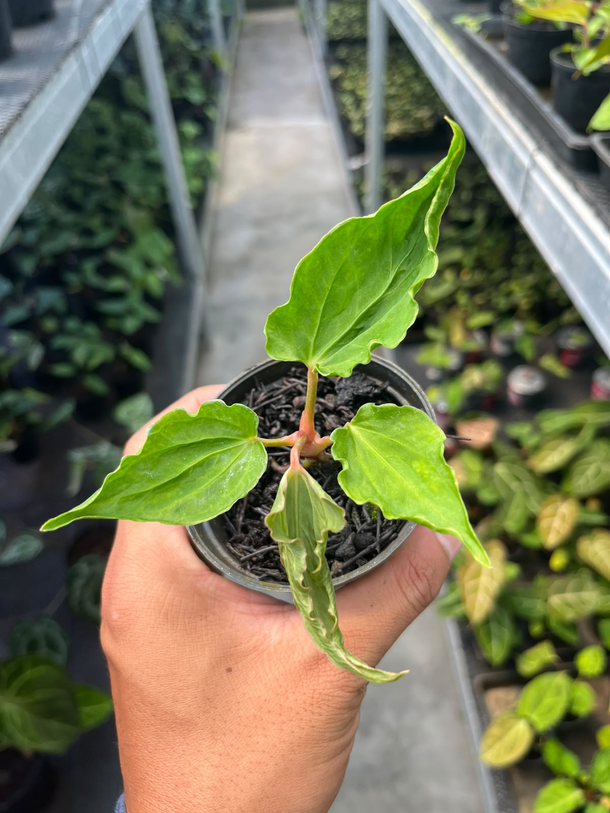 Anthurium Dressleri x Kraken