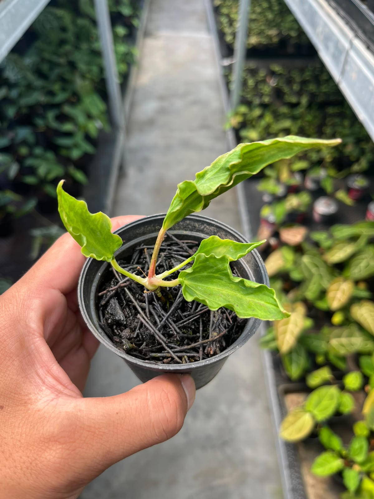Anthurium Dressleri x Kraken