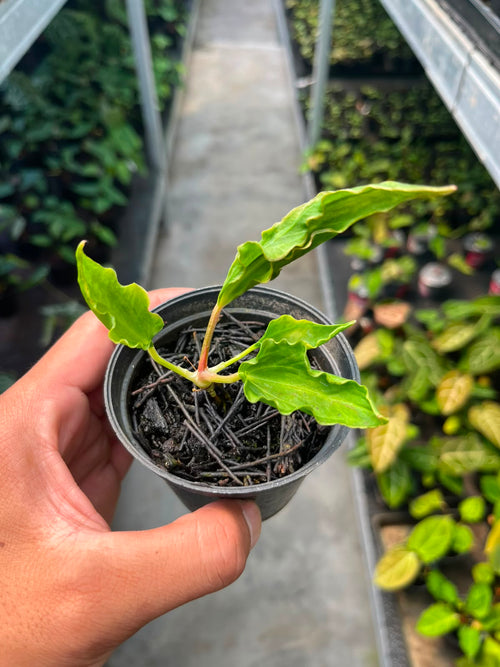 Anthurium Dressleri x Kraken
