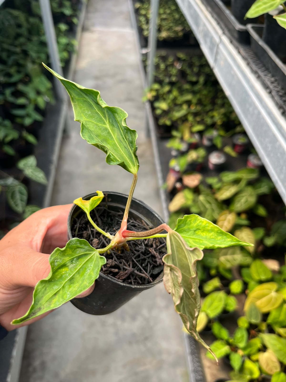 Anthurium Dressleri x Kraken