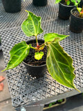 Anthurium CarlaxBvep x Kraken