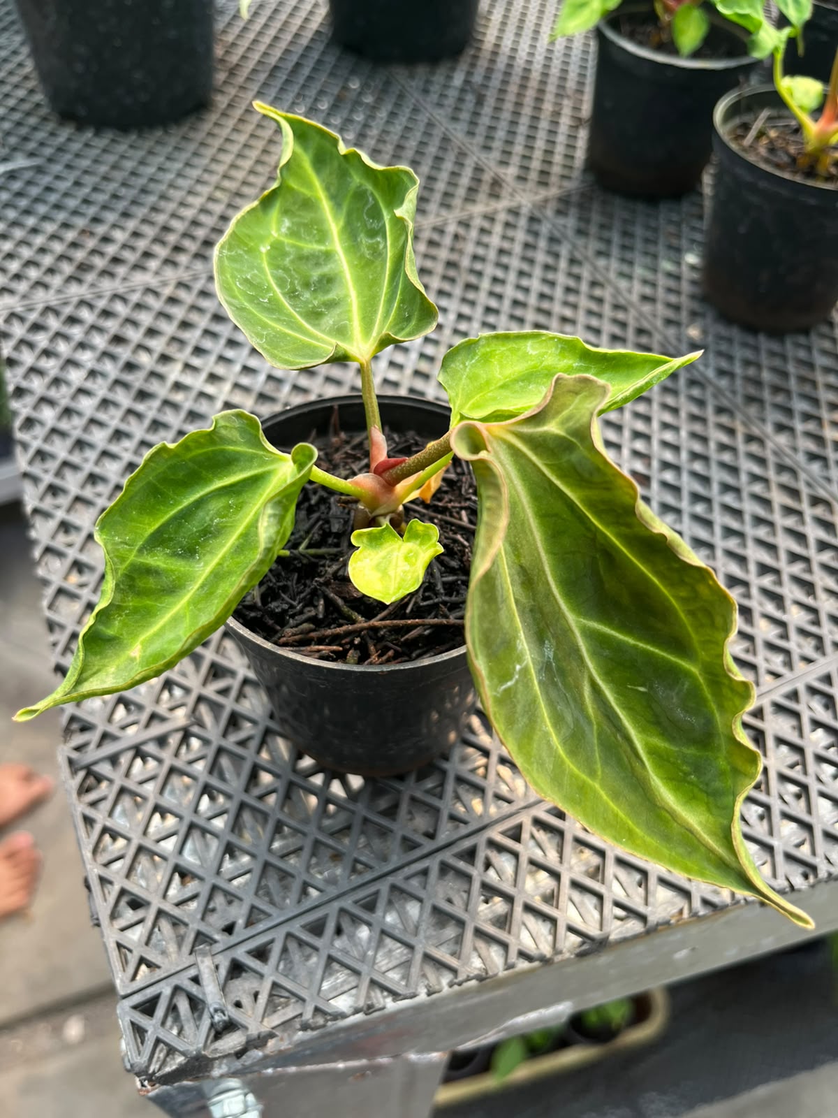 Anthurium CarlaxBvep x Kraken