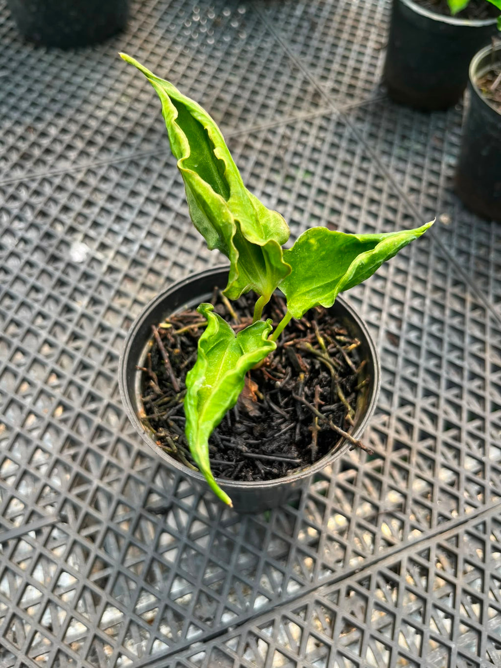 Anthurium CarlaxBvep x Kraken