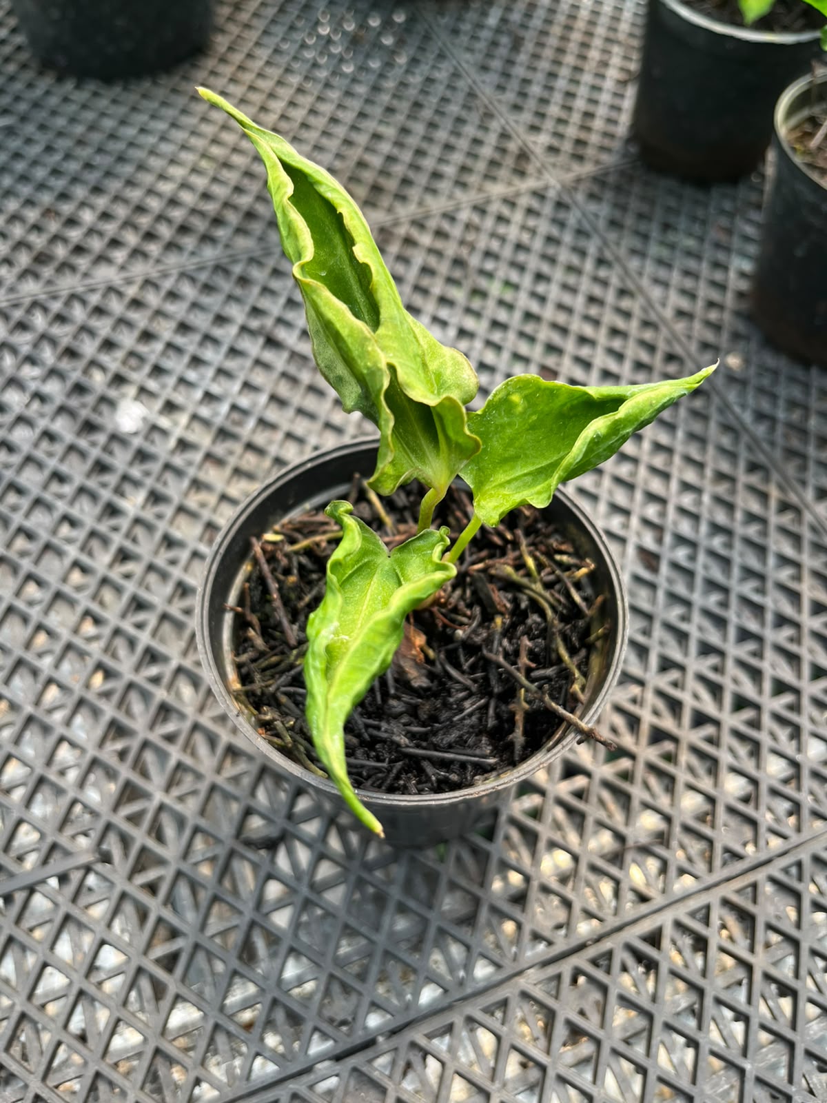 Anthurium CarlaxBvep x Kraken