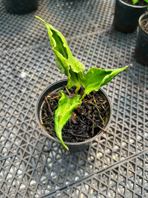Anthurium CarlaxBvep x Kraken