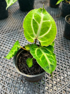 Anthurium Carla x Muchlis Papi