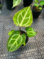 Anthurium Carla x Muchlis Papi