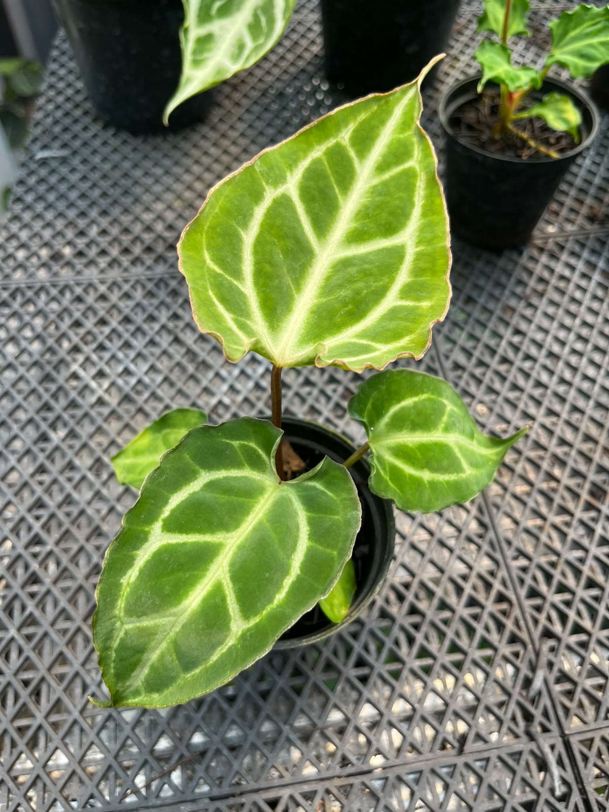 Anthurium Carla x Muchlis Papi