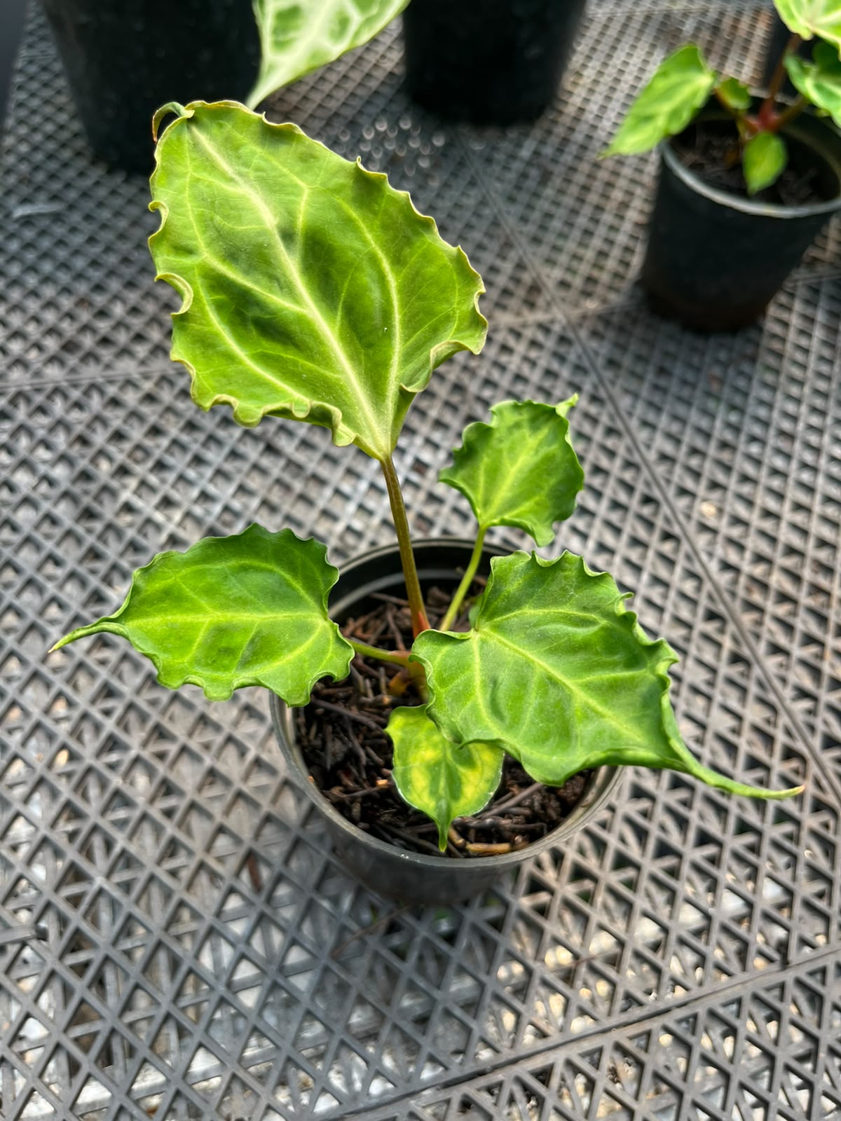Anthurium Carla x Muchlis Papi
