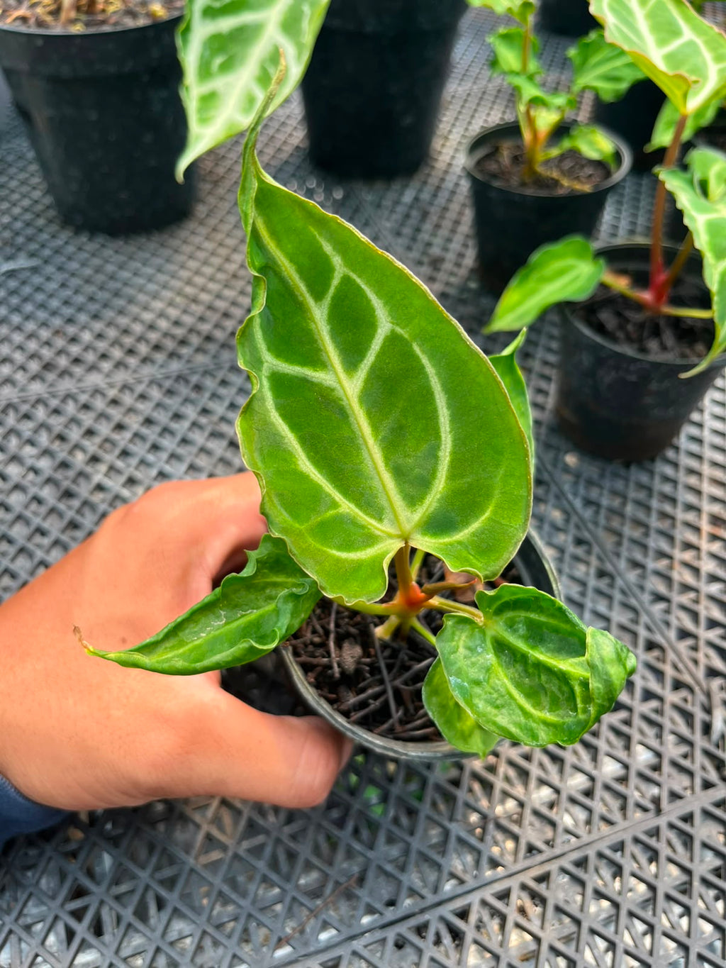 Anthurium Carla x Muchlis Papi