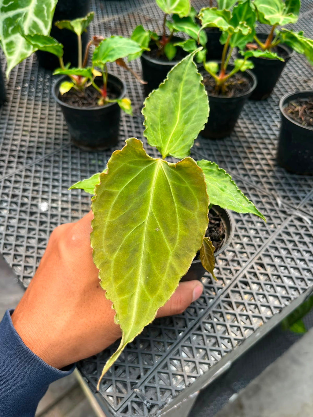 Anthurium Doom Slayer (Kraken x Muchlis Papi)