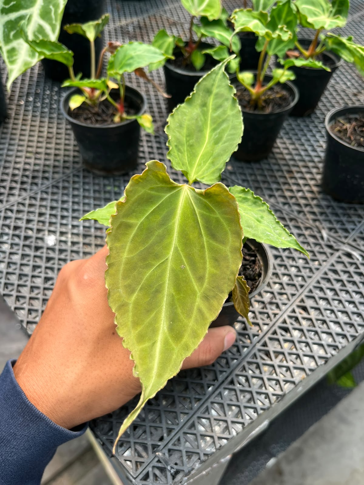 Anthurium Doom Slayer (Kraken x Muchlis Papi)