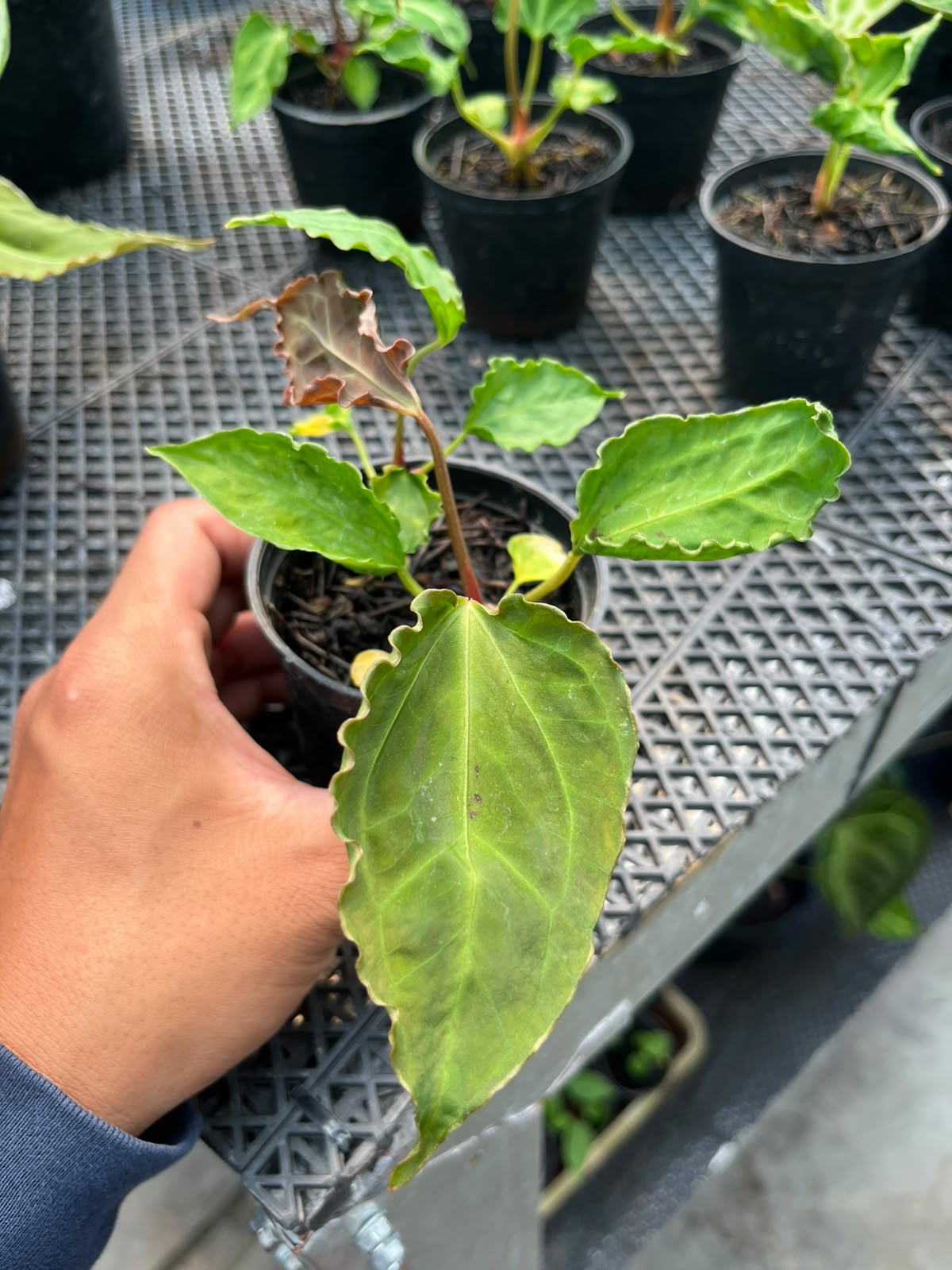 Anthurium Doom Slayer (Kraken x Muchlis Papi)